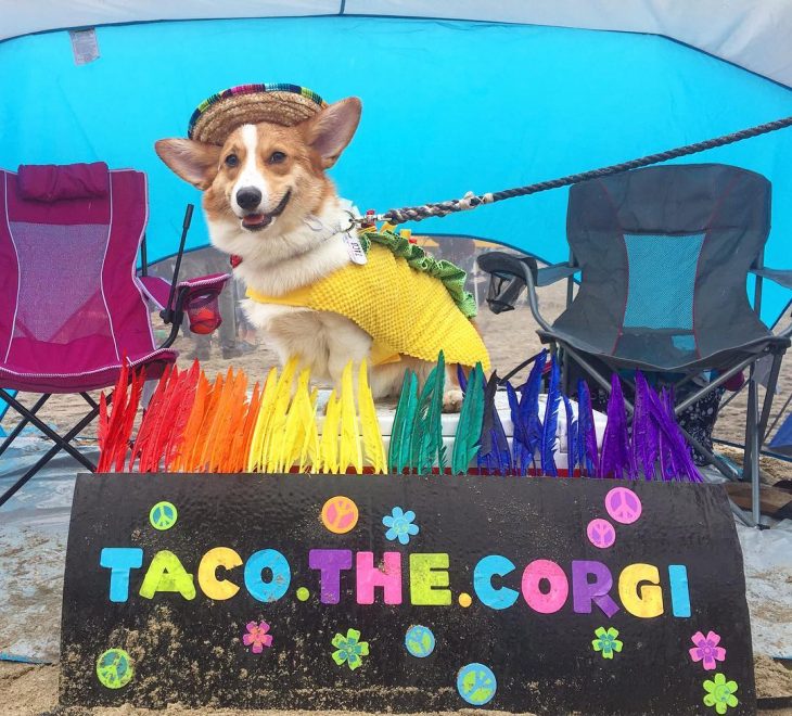 Día de playa del corgi