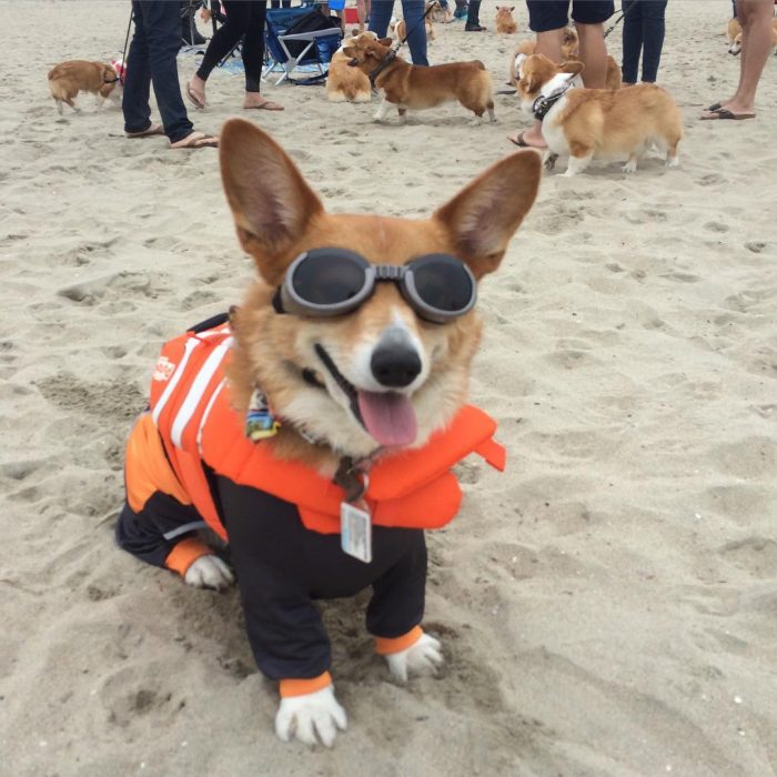 Día de playa del corgi