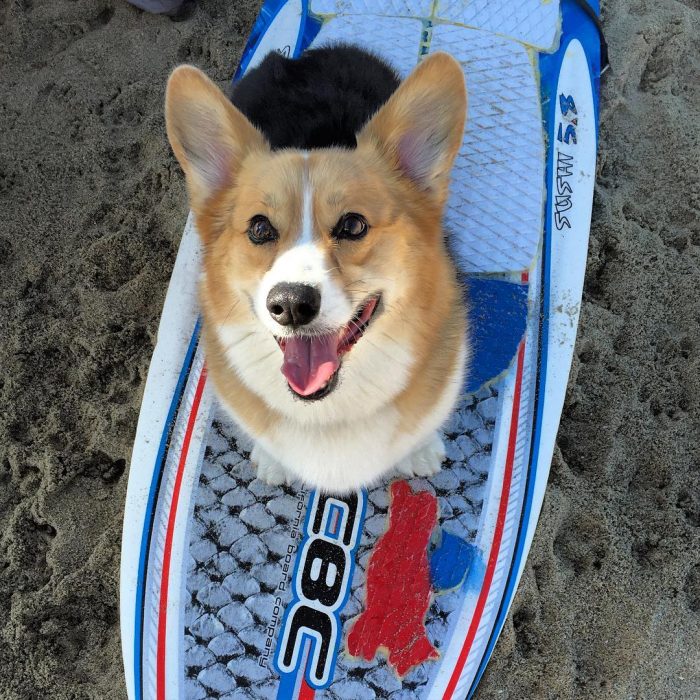 Día de playa del corgi