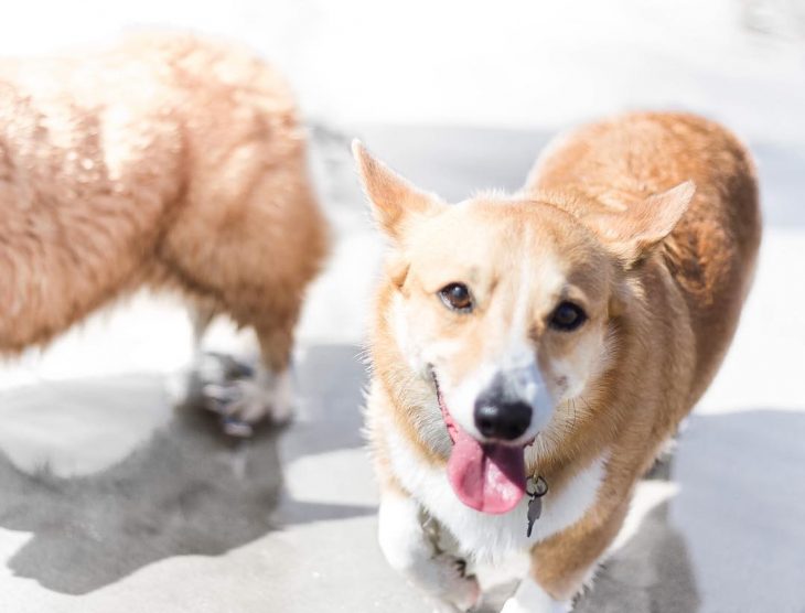 Día de playa del corgi