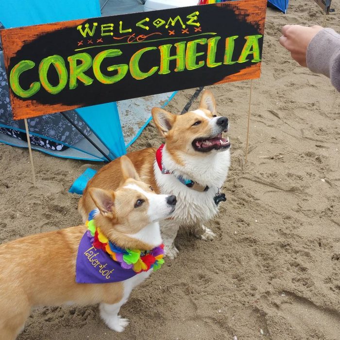 Día de playa del corgi