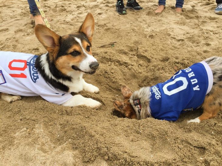 Día de playa del corgi