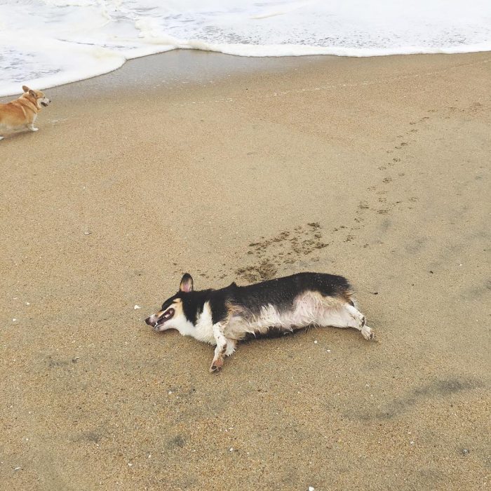 Día de playa del corgi