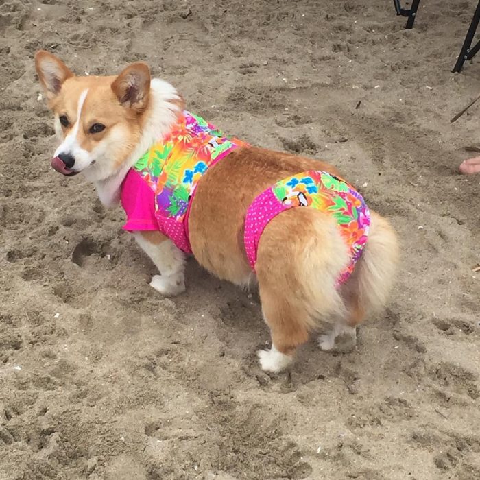 Día de playa del corgi