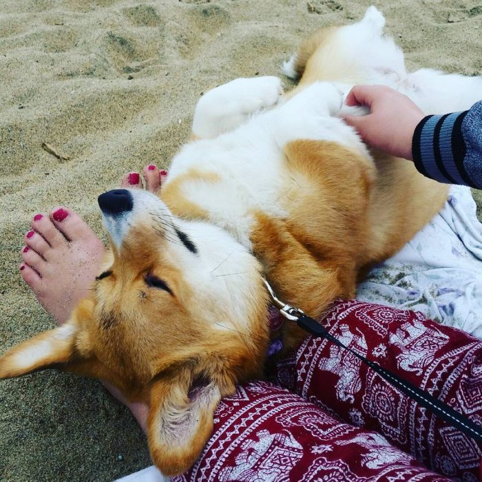 Día de playa del corgi