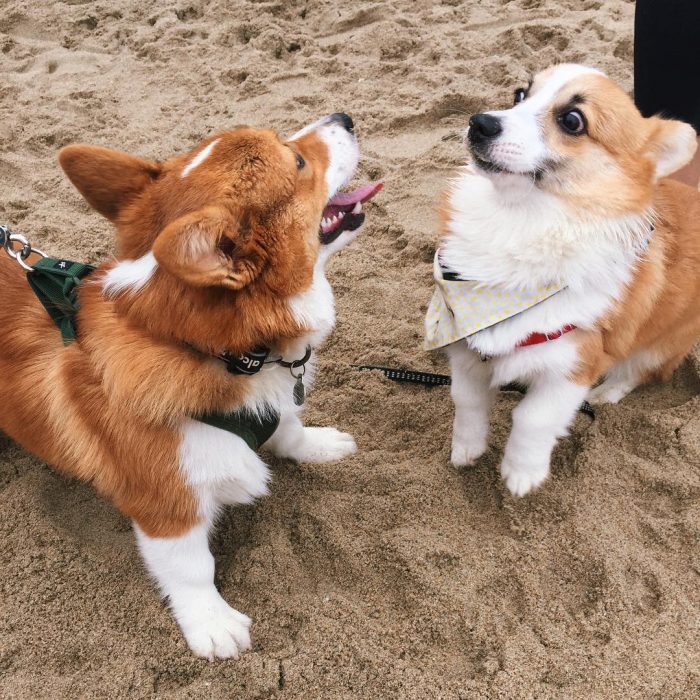 Día de playa del corgi