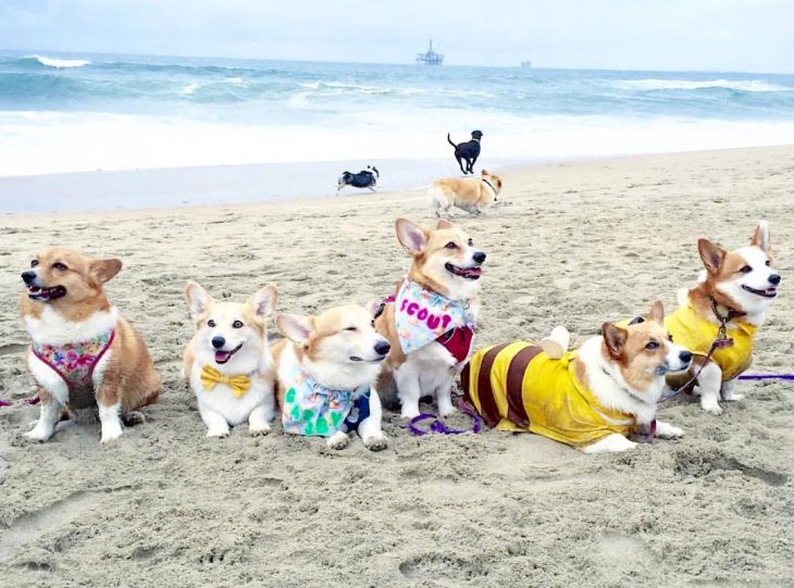 Día de playa del corgi