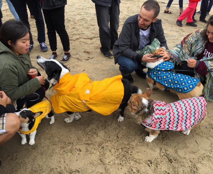 Día de playa del corgi