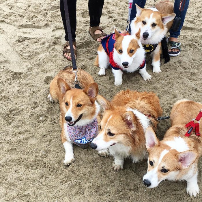 Día de playa del corgi