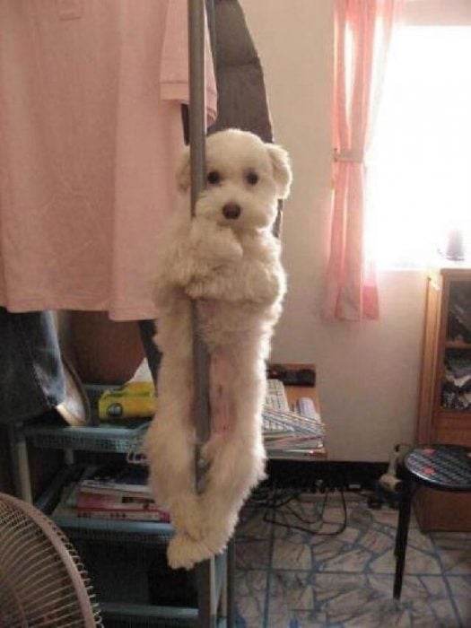 un perro pequeño abrazado de poste con miedo