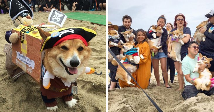 So Cal Corgi Nation que en su edición número 13 reunió a más de 600 inquietos corgis en esta fabulosa playa del sur de California.