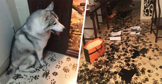 Perra Husky se queda sola por 3 horas redecora el departamento