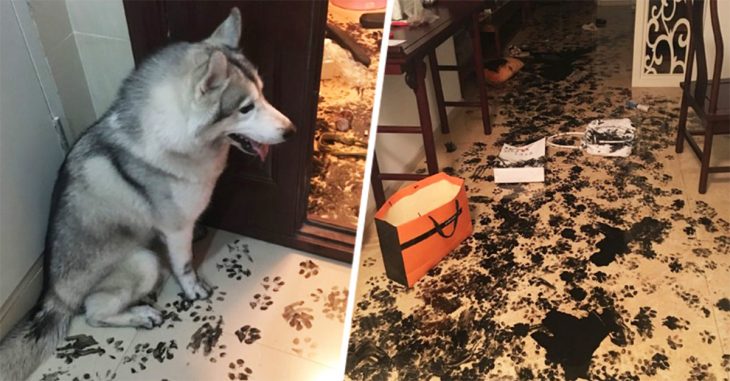 Perra Husky se queda sola por 3 horas redecora el departamento