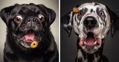 15 Divertidas fotografías de captan lo gracioso que se ven los perros intentando atrapar su comida