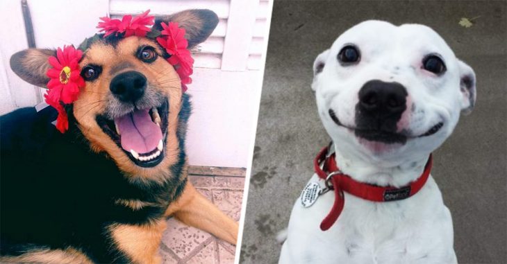 10 Increíbles y felices cosas que sólo quienes han adoptado un perro pueden vivir