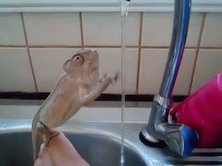 gif rana tratando agarrar agua de la llave