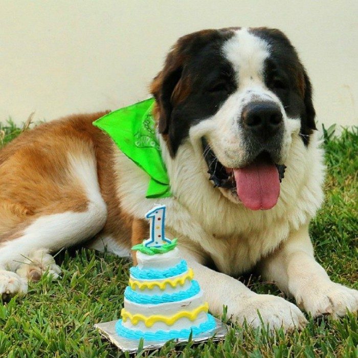 san bernardo perro en el pasto con pastel y vela cumpleaños 