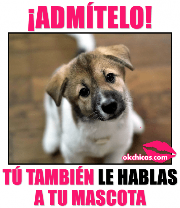 meme ok chicas perro sentado en el suelo mirando tierno