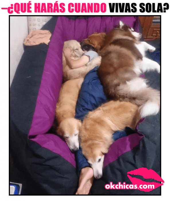 meme ok chicas mujer acostada con muchos perros 