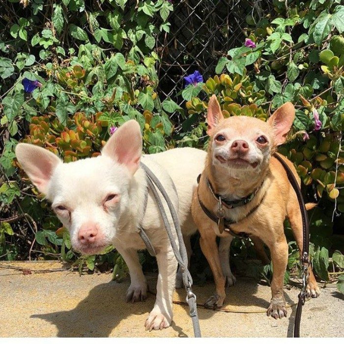 dos perros pequeños sonrien amigos 