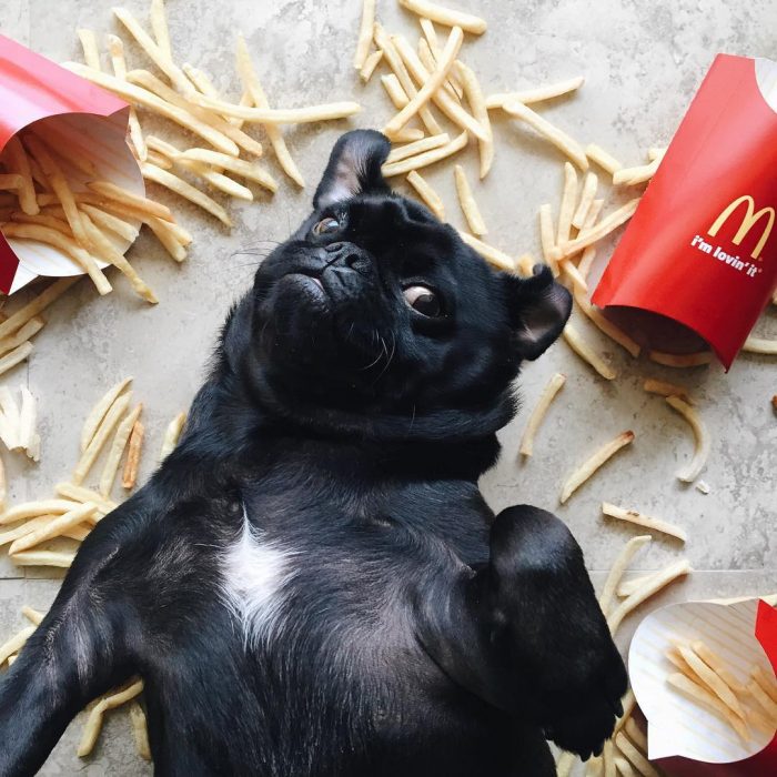 perro negro en el suelo con papas a la francesa 