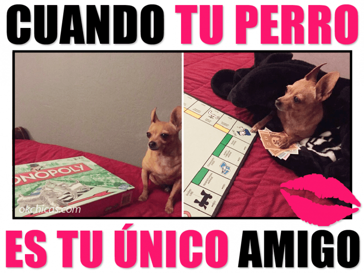 meme ok chicas perro jugando un juego de mesa 