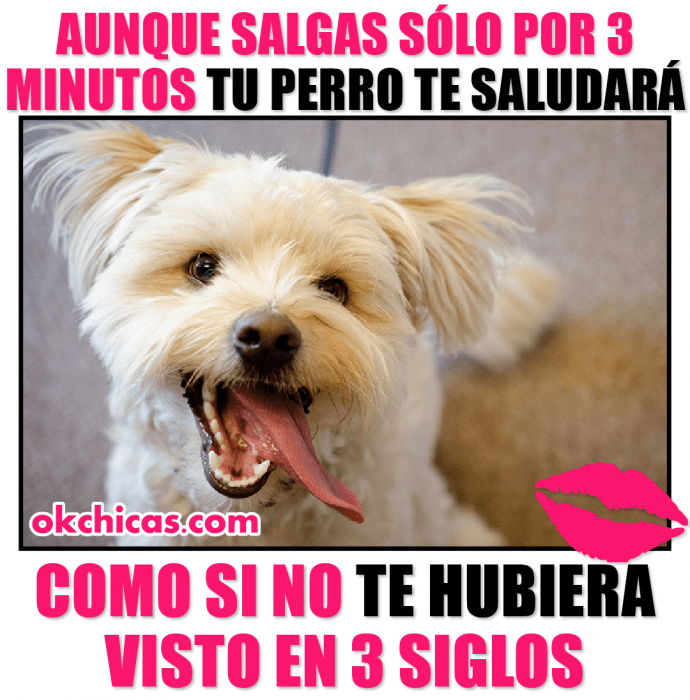 meme ok chicas perro sonriendo saca la lengua 