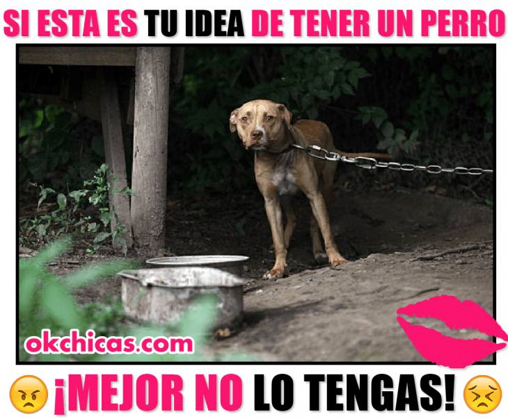 meme ok chicas perro amarrado con cadena 