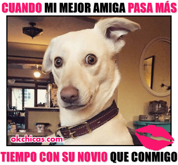 meme ok chicas perro pone cara de sorprendido y levanta oreja 