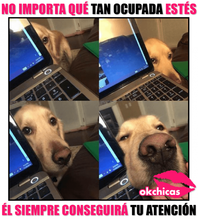 meme ok chicas perro triste al lado de computadora 