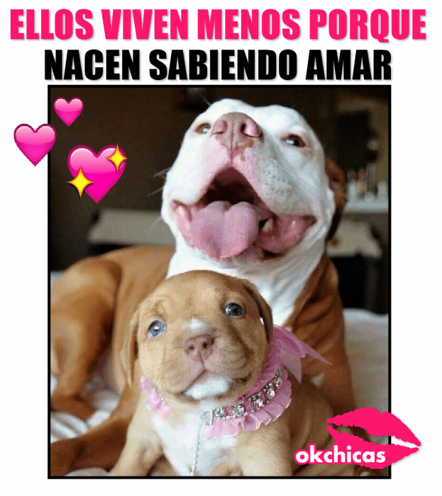 meme ok chicas perro grande con cachorro y moño rosa 