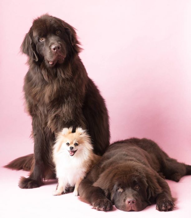 dos perros grandes y un perro pequeño 