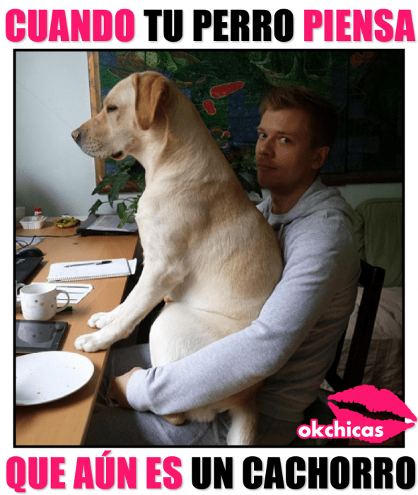 meme ok chicas hombre sentado en la mesa con perro en sus piernas 