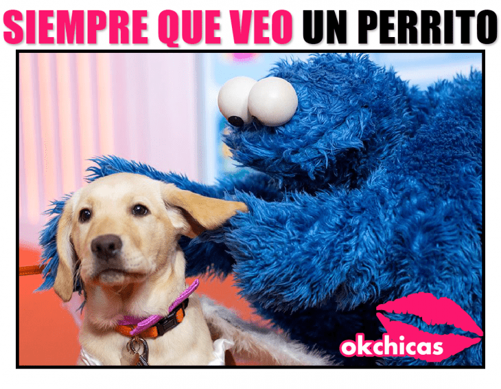 meme ok chicas peluche azul y perro 