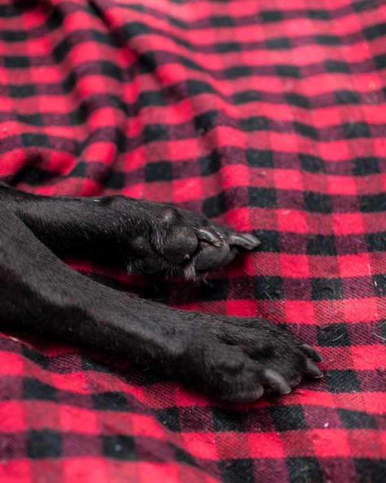 dos patas de perro en un mantel rojo 