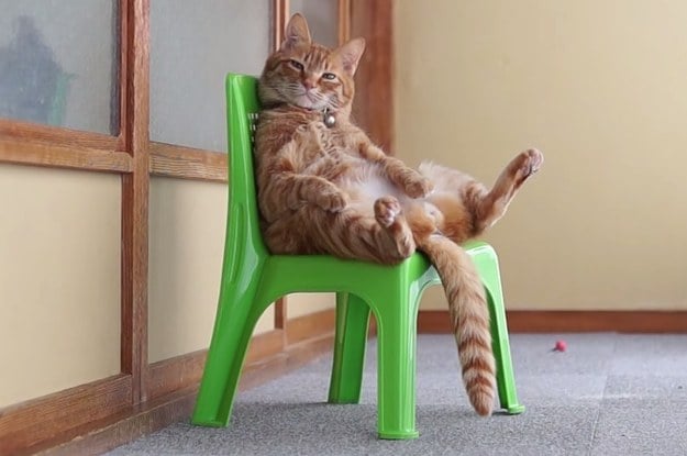 gato sentado en silla de plástico