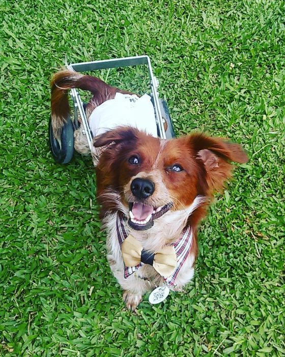 Perro feliz con silla de ruedas