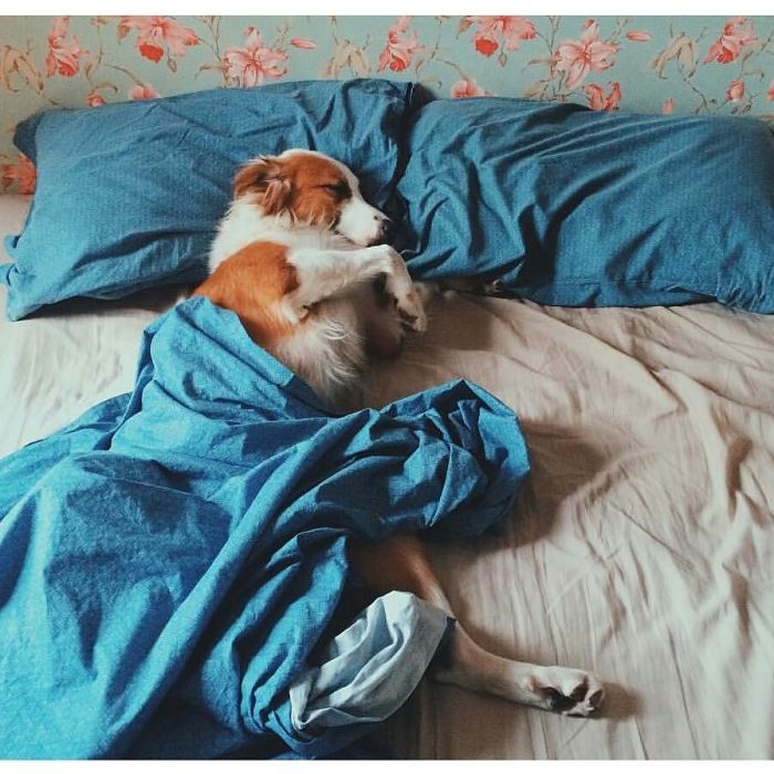 Perro dormido cómodamente en la cama 