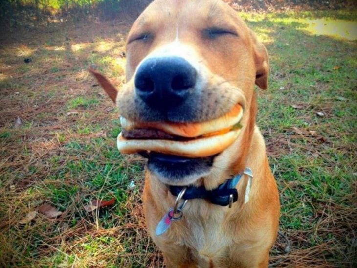 Perro comiendo una hamburguesa 