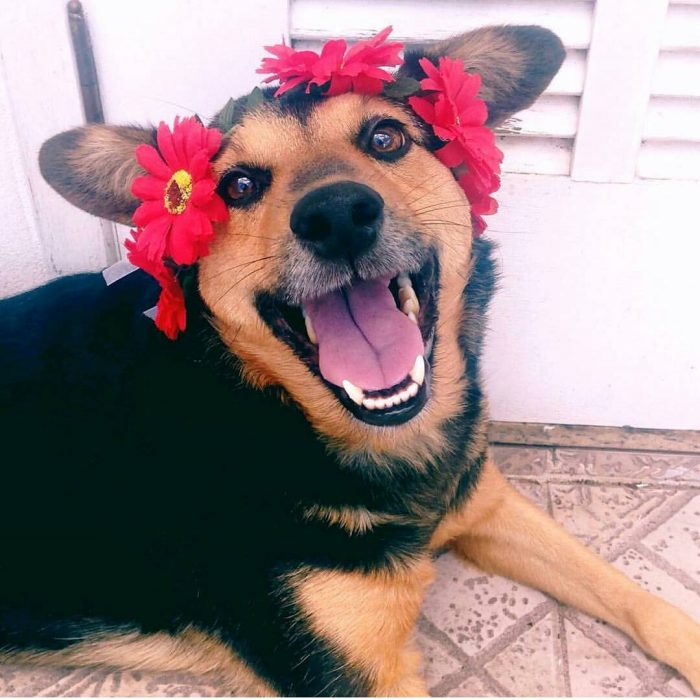 Perro con corona de flores y sonrisa 