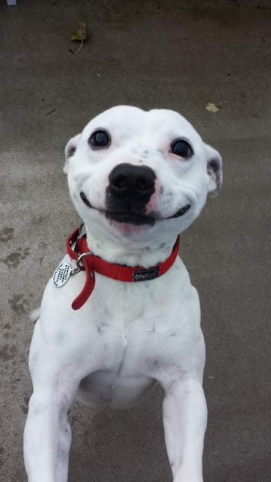 Perro blanco con adorable sonrisa 