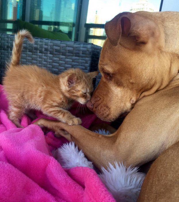 Perro pitbull jugando con un gatito 