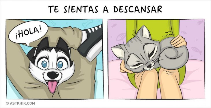 Comic que muestra las diferencias de vivir con un perro y con un gato cuando están descansando