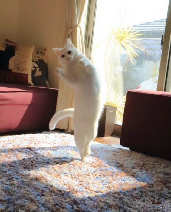 Gato japonés baila ballet