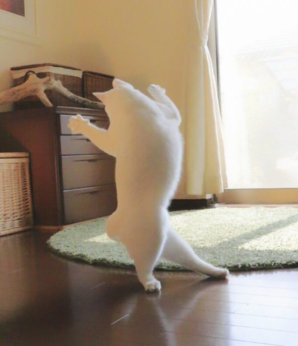 Gato japonés baila ballet