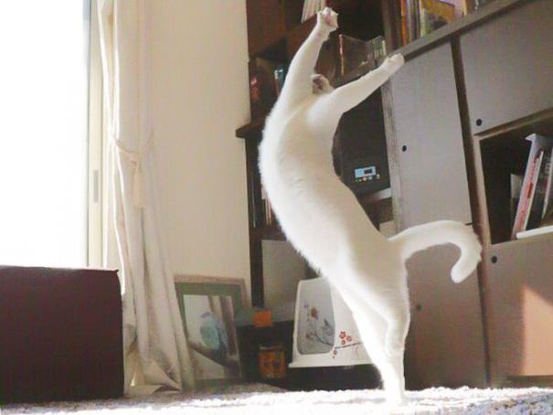 Gato japonés baila ballet