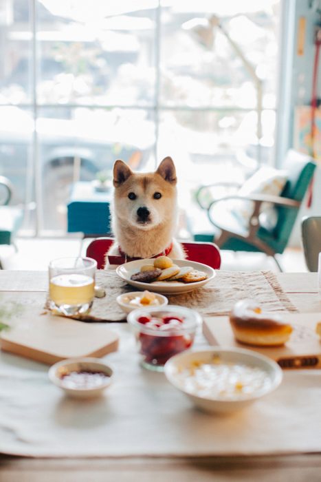 Perro en la mesa viendo la comida 