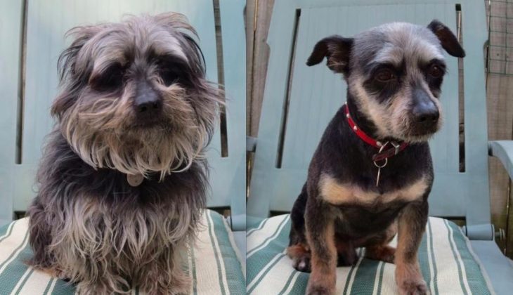 Perro antes y después de corte de cabello 