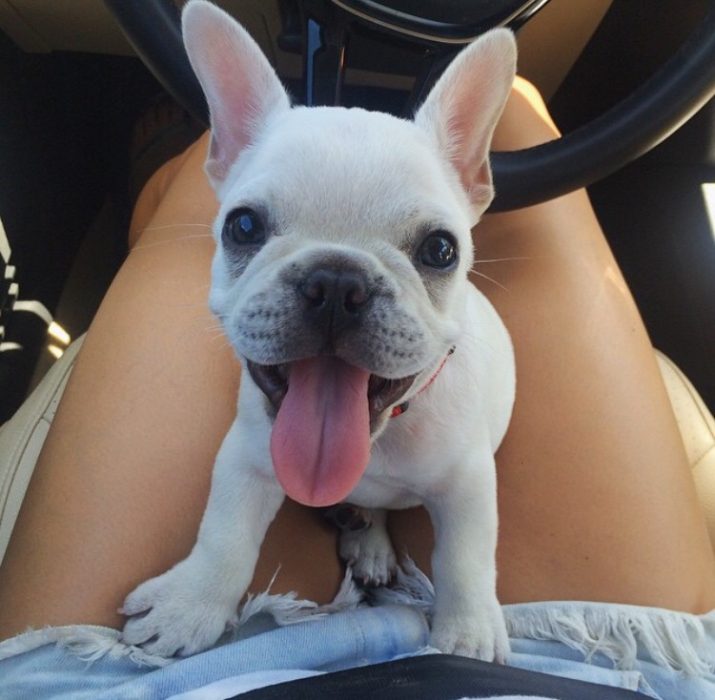 Perro bulldog francés sonriendo 