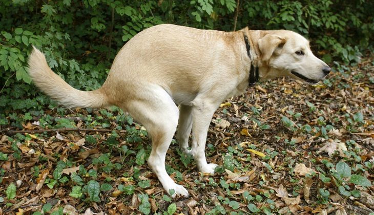 Perro haciendo popó 